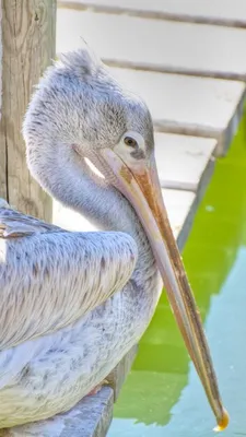 Пеликаны | Пикабу