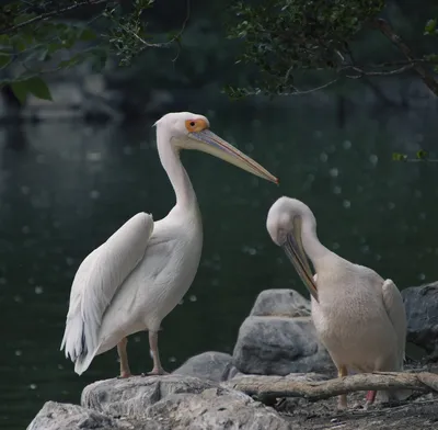 Птица-пеликан возле водной природы | Премиум Фото