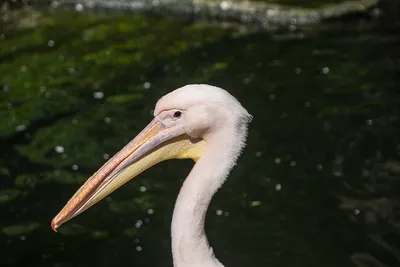 Древний розовый пеликан исчезает из Волгоградской области