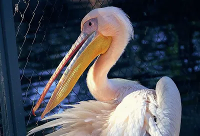 ИНТЕРЕСНЫЙ ФАКТ Друзья, а вы знали, что название птицы «пеликан» происходит  от греческого «пелика», что значит.. | ВКонтакте