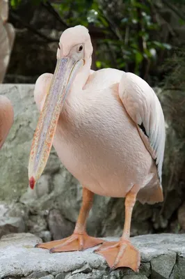 Пеликан водоплавающая птица - 48 фото