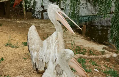 Умирал от голода: редкого пеликана спасли в Петропавловске - фото