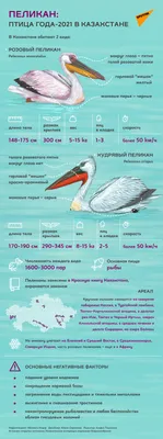 Разведайте белого пеликана, pelecanus onocrotalus, также известного как  восточный белый пеликан, розовый пеликан или белый пеликан - птица в семье  пеликанов. | Премиум Фото