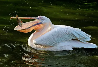 Птица пеликан в природе - 60 фото