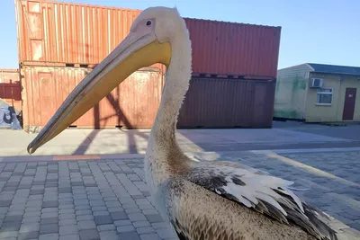 Пеликан: что надо знать о птице года в Казахстане