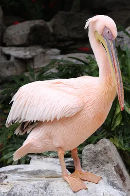 Розовый пеликан — Википедия