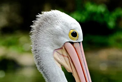 Птица пеликан, реалистичные детальное …» — создано в Шедевруме