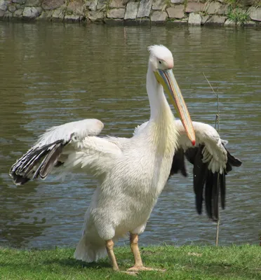 Кудрявый пеликан (Pelecanus crispus) | Pet birds, Beautiful birds, Colorful  birds