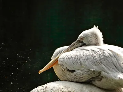 Большая белая птица-пеликан на ярко-голубом фоне Стоковое Фото -  изображение насчитывающей длиной, яркое: 158063048