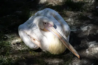 Большой Белый Пеликан Pelecanus Onocrotalus Большая Белая Морская Птица  Африканского стоковое фото ©DHDeposit18 472806732