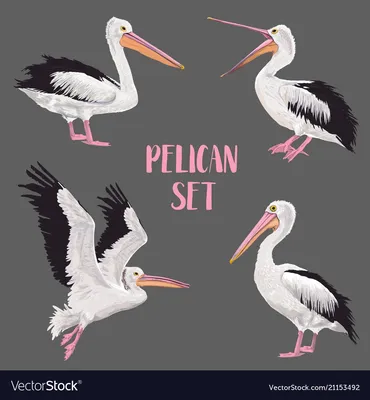 10 интересных фактов о пеликанах