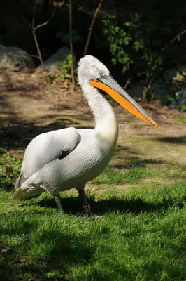 Кудрявый пеликан — Википедия