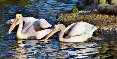 Большой белый пеликан pelecanus onocrotalus, также известный как розовый  пеликан, — птица семейства пеликанов. | Премиум Фото