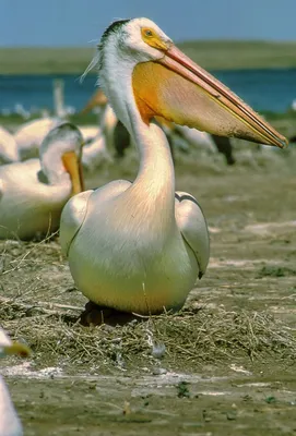 Птица Летит Далматинский Пеликан Pelecanus Crispus Высаживается Озере  Керкини Греция стоковое фото ©OndrejProsicky 253555722