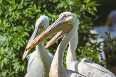 Пеликаны | Пикабу