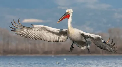 Фондовые фотографии Brown Pelican Пеликанская птица бурый с детским  пеликанским профилем Ребенок Пеликан с матерью Стоковое Фото - изображение  насчитывающей биографической, глаз: 165216514