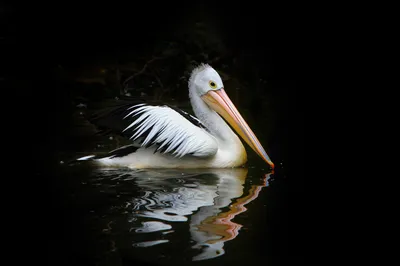 Птица пеликан на воде. | Премиум Фото