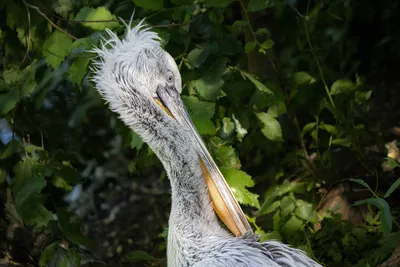 Спасенный год назад краснокнижный пеликан адаптировался в ростовском  зоопарке