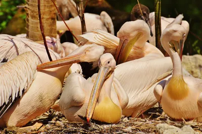 В Волгоградскую область к людям прилетел розовый пеликан: редкую птицу  сняли на видео