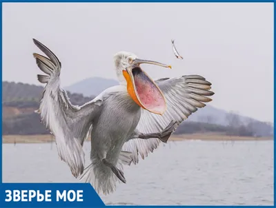 Белый пеликан PNG , пеликан, Белый пеликан PNG , птицы PNG рисунок для  бесплатной загрузки