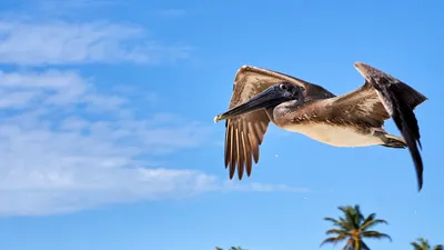 Птица пеликан в природе - 60 фото