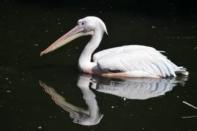 Это – птица великан Под названьем «пеликан». | Ну, вот и он … | Flickr