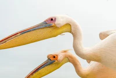 Розовый пеликан гигантская птица Stock-Foto | Adobe Stock