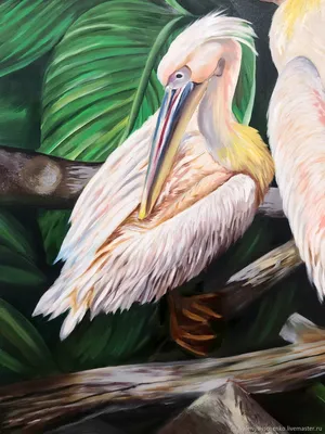 Водно болотные угодья озеро пеликан птица фотография животных карта с  фотографиями Фон И картинка для бесплатной загрузки - Pngtree