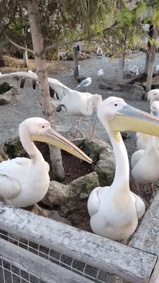 Массовый падеж розовых пеликанов из-за гриппа птиц зафиксирован в Сенегале  | Ветеринария и жизнь