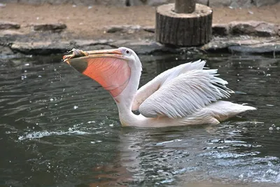 Ленинградский зоопарк показал, как пеликан ест рыбу | Телеканал  Санкт-Петербург
