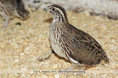 Мужской Bobwhite Quail — стоковые фотографии и другие картинки Перепел -  птица - Перепел - птица, Птица, Фотографирование - iStock