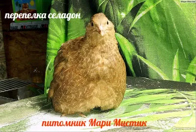 Перепел (Coturnix coturnix). Птицы Европейской России.