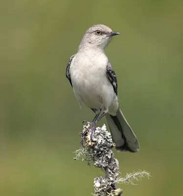 Northern Mockingbird - Многолосый пересмешник. Photographer Etkind Elizabeth