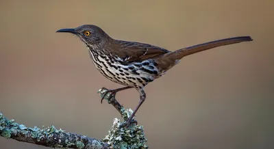 Northern Mockingbird - Многоголосый пересмешник. Фотограф Etkind Elizabeth