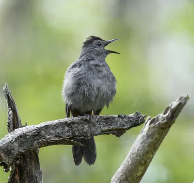 Grey Catbird - Кошачий пересмешник. Фотограф Etkind Elizabeth