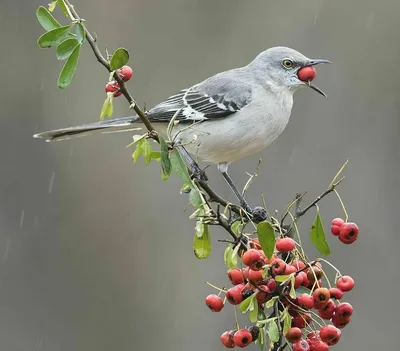 Пересмешник: фото птицы, описание, как поет, как выглядит