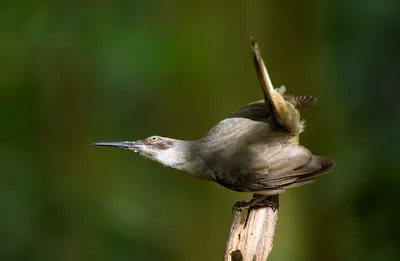 Пересмешник: фото птицы, общее описание, особенности