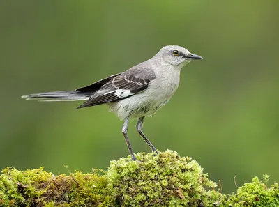 Многоголосый пересмешник - Northern Mockingbird | Животные, Птицы, Белые  полосы