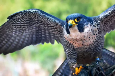 Сапсан на утесе Хищная птица, женщина, Peregrinus Falco Стоковое Фото -  изображение насчитывающей охотник, пилигрим: 141979950