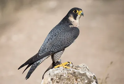 Сокол Перегрин На Скале Хищная Птица Пара Деля Свою Добычу Голубь Falco  Peregrinus — стоковые фотографии и другие картинки Пилигрим - iStock