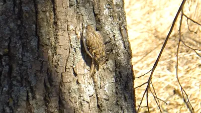 Обыкновенная пищуха | BirdWatch.by