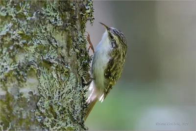 Обыкновенная пищуха (Certhia familiaris). Птицы Сибири.