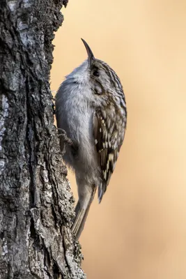 Пищуха (Certhia familiaris). Птицы Европейской России.