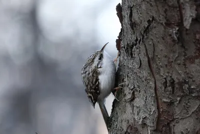 Пищуха (Certhia familiaris). Птицы Дальнего Востока России.