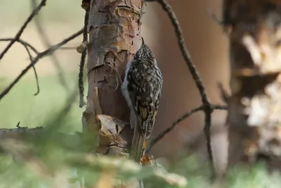 Certhia familiaris | Обыкновенная пищуха – птица из отряда в… | Flickr