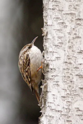 Пищуха (Certhia familiaris). Фотогалерея птиц. Фотографии птиц России,  Беларуси, Украины, Казахстана, Таджикистана, Азербайджана.