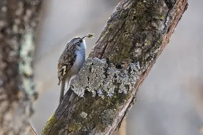 Пищуха (Certhia familiaris). Фотогалерея птиц. Фотографии птиц России,  Беларуси, Украины, Казахстана, Таджикистана, Азербайджана.