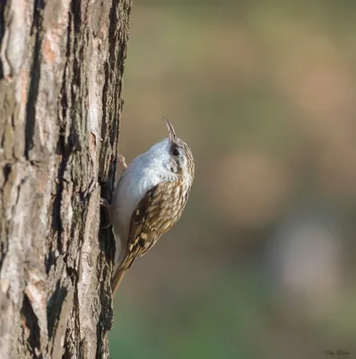 Treecreeper (Certhia familiaris) | Eero Kiuru | Flickr