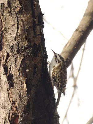 Обыкновенная пищуха | BirdWatch.by