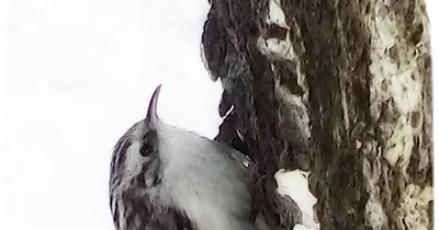 Обыкновенная пищуха (Certhia familiaris)